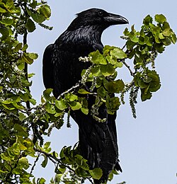 Ворон — на гербе города Грайворон