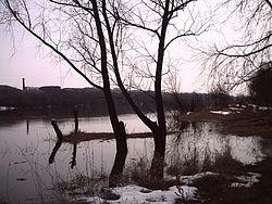 Клязьминский заказник – место обитания бобров и крупнейшей в России популяции выхухолей[4]