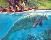 Георг Стеллер — натуралист, участник плавания Беринга на Аляску, первый европейский исследователь природы Северо-Западной Америки, впервые описал вымершую вскоре стеллерову корову (крупнейший вид сирен), сивуча, морского кота и морского бобра