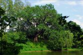 300-летний Меркуловский дуб – старейшее дерево Орловщины (Мценский район), на дороге между сёлами Спасское-Лутовиново и Тургенево
