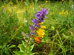 Иван-да-марья (Марьянник дубравный – народное название трав с цветками разного цвета – обычно жёлтыми и синими