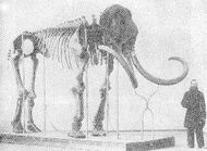 Михаил Адамс — натуралист, исследователь Кавказа и Сибири, описал около 150 новых видов растений, в том числе пушкинию, впервые обнаружил полный скелет мамонта (Ленский мамонт, или «мамонт Адамса»)