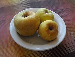 Курская антоновка