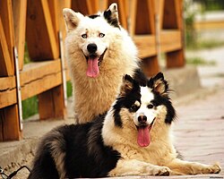 Якутская лайка