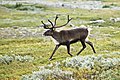 Дикий северный олень (крупнейшее в мире стадо в Таймырском заповеднике)