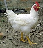 Курица-бройлер (Белгородская область — крупнейший в РФ производитель курятины) *