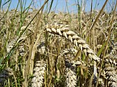 Зерновые культуры (пшеница и рожь) – Воронежская область в урожайные годы занимает 3-е место по сбору зерновых в РФ[6]