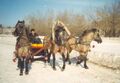 Русская тройка и вятские лошади