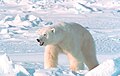 Белый медведь и Большой Арктический заповедник (крупнейший в Евразии)