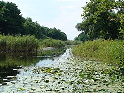Днепровские плавни