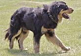 Бурят-монгольский волкодав – сторожевая порода собак