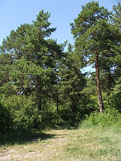 Бекарюковский бор — крупнейшее место произрастания меловых сосен в области