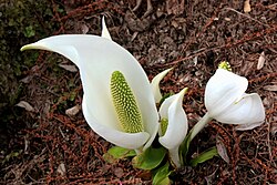 Лизихитон Камчатский