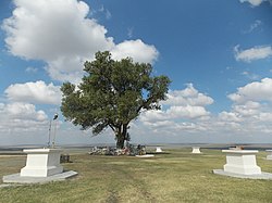 Одинокий тополь в Хар-Булуке – священное дерево буддистов Калмыкии (предположительно, возрастом 170 лет)