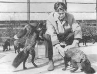 Дмитрий Беляев — генетик и селекционер, впервые в мире вывел домашнюю лисицу, автор теории и методики дестабилизирующего отбора *