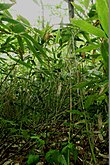 Курильский бамбук (Саза курильская, бамбучник) — единственный бамбук на территории России