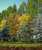 Дендропарк имени И.Е.Алексеева — более 110 видов деревьев и кустарников со всей России (Ковровский район)