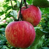 Зимостойкая Россошанская яблоня (с полосатыми яблоками)
