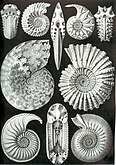 Аммониты и белемниты — вымершие головногие моллюски мелового периода, чьи окаменелости встречаются в залежах мела