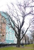 210-летний Пушкинский дуб на Тверском бульваре