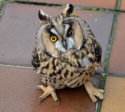 Ушастая сова – герб и флаг Киржача