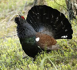 Глухарь – на гербе и флаге Кольчугино