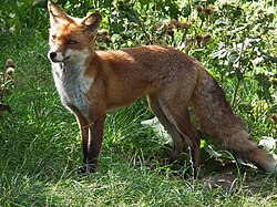 Лисица – на гербе Лискинского района