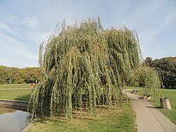 Ива плакучая – на гербе и флаге Ивнянского района