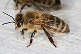 Медоносная пчела (на неутвержденном варианте герба Рославля)