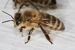 Медоносная пчела (на неутвержденном варианте герба Рославля)